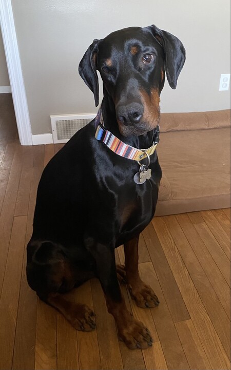 Entry image for Chex. Clicking this image will show a larger photo