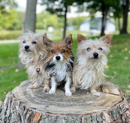 Apple, Josie, Ginger...The Yorkie Trio