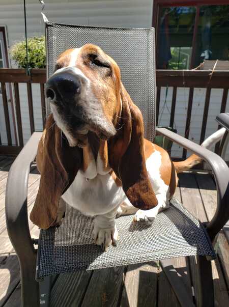 Rufus