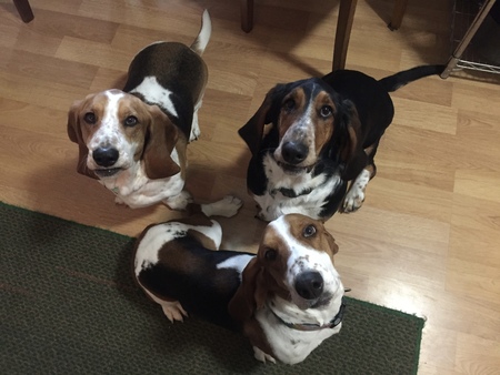 Molly/Yoda/Charlie