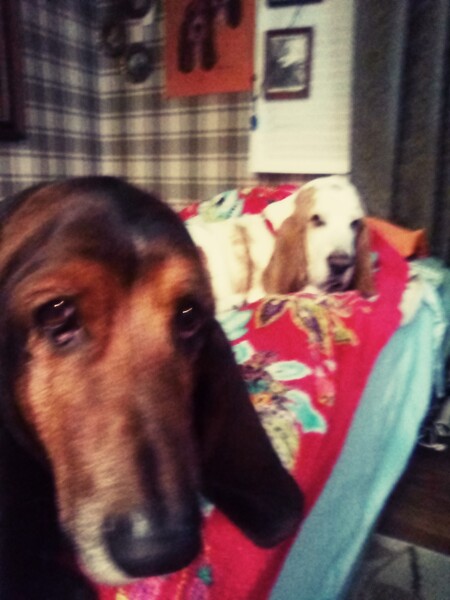 Angel Grace, and Bojangles
