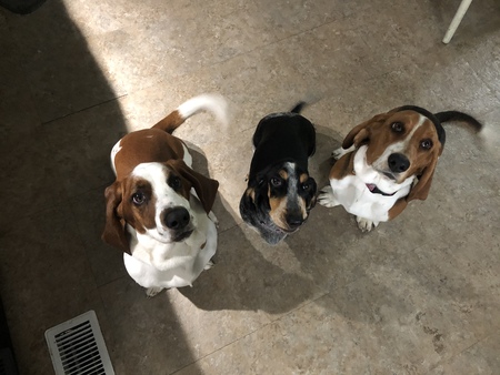 Cooper, Poppy, Stella