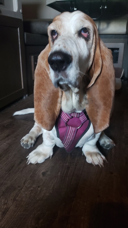 SOPHIE