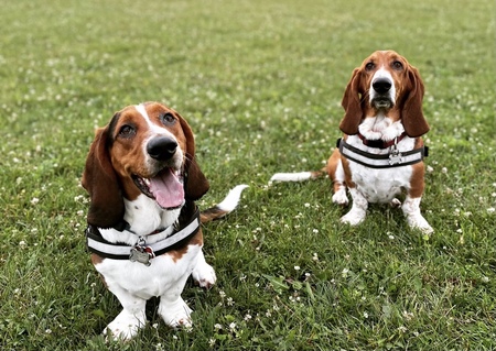 Toby and Ollie 