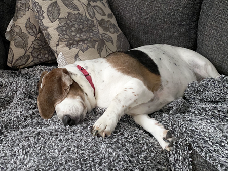 Chulo