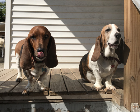 Dug and Penny