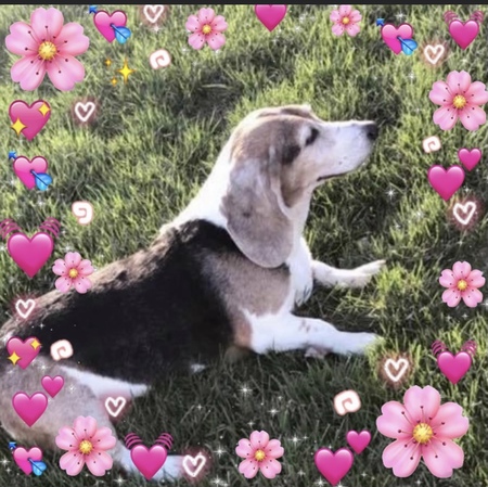 Daisy 