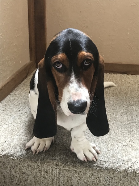 Franklin