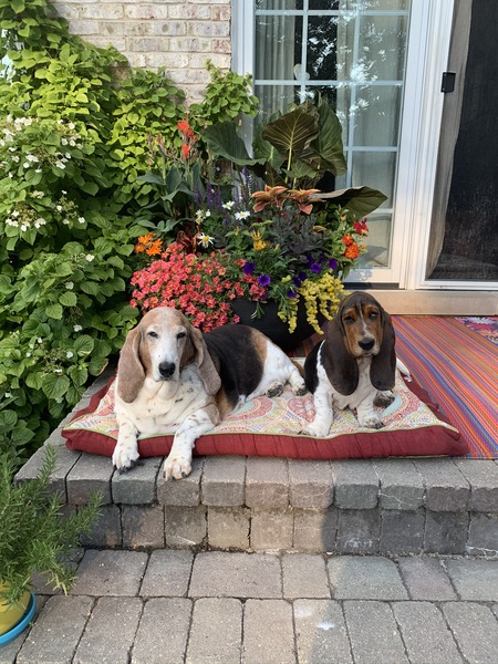 Daisy Mae & Marley Rae