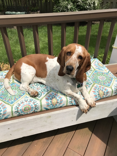 Gracie