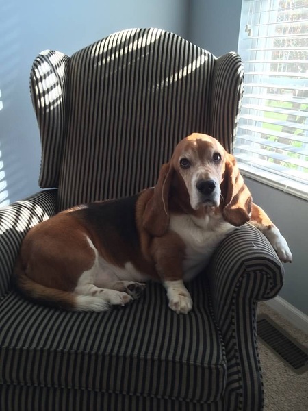 Odie