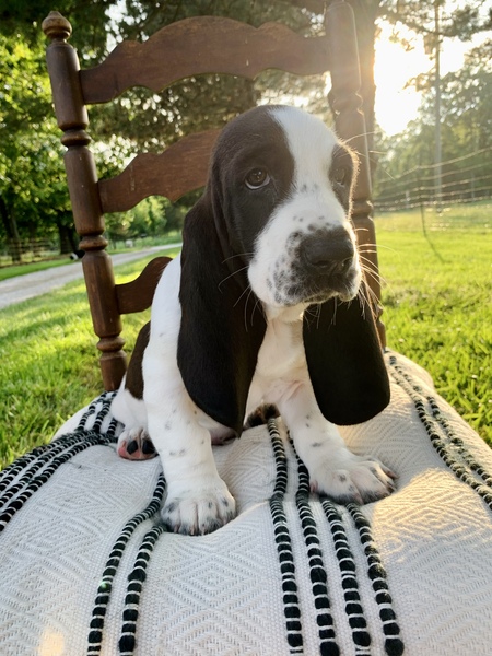 Sadie Mae