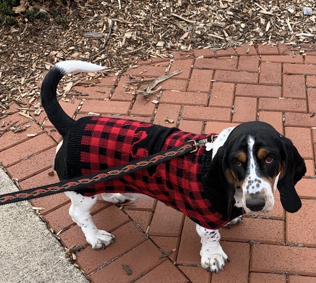 Archie 