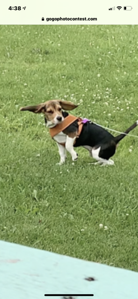 Daisy