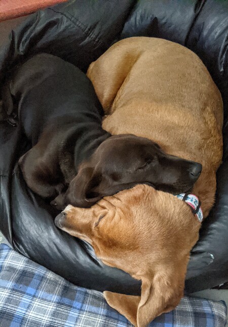 Lucy & Whiskey