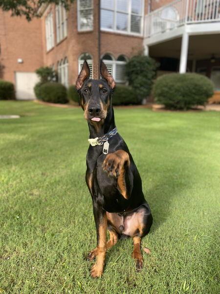 Jet