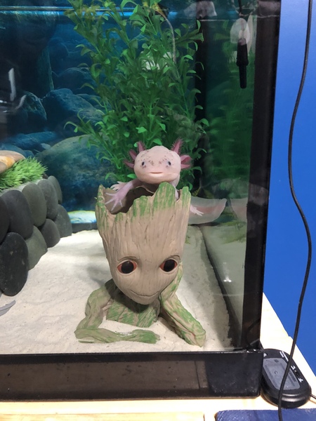 Spike 