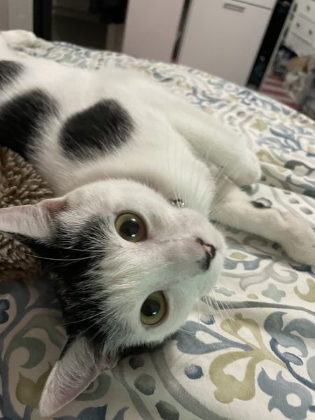 Harvey Mae