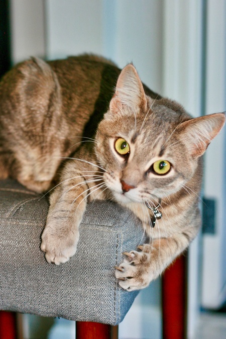 Oliver