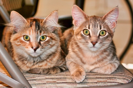 Annie and Oliver