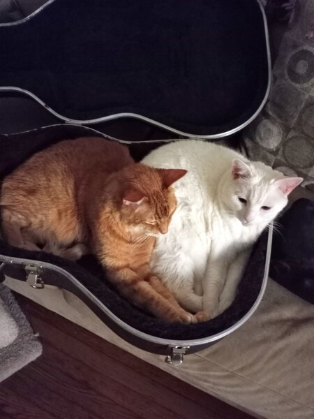 Teaser and Fire Cat