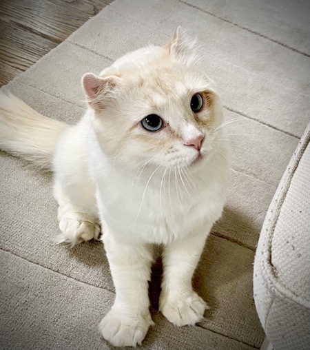 Simba