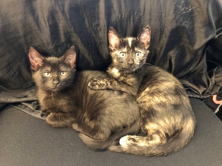 Jazmine and Tilly Tucker