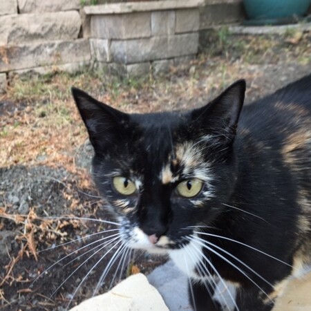 Callie