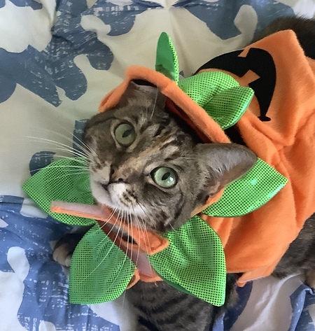 Caramel
