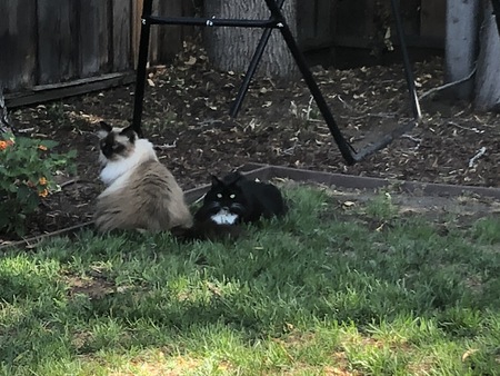 Chompers and Kiki