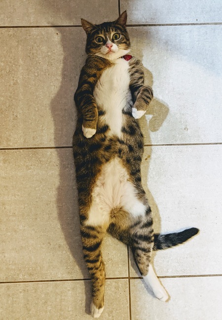 Professor Tortuga Bristlecone