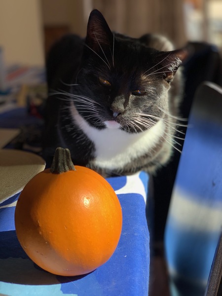 Whiskers