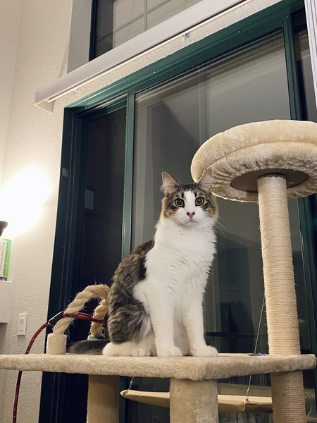 Cosmo