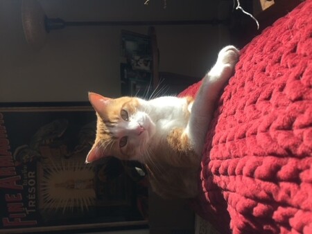 Jasper