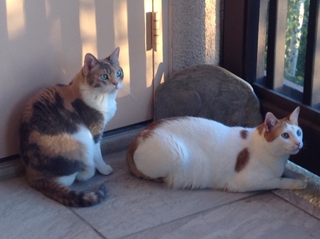 Tessa and Toby