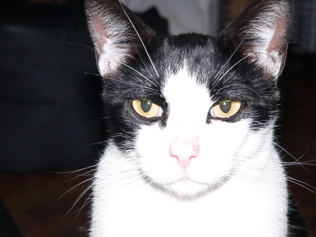 Jonycat