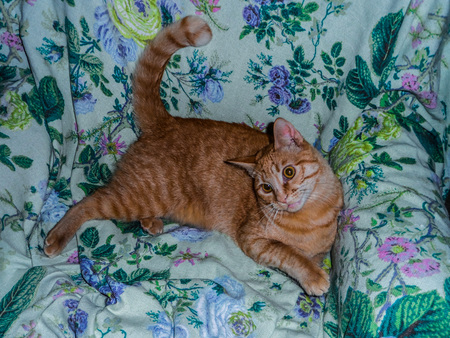 Charlie Wobbles