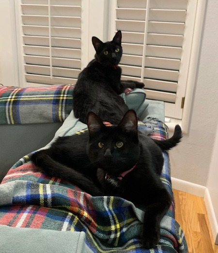 Ice and Luna