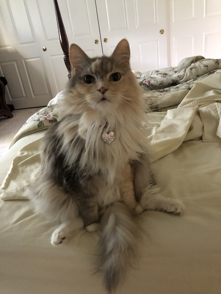 Nala