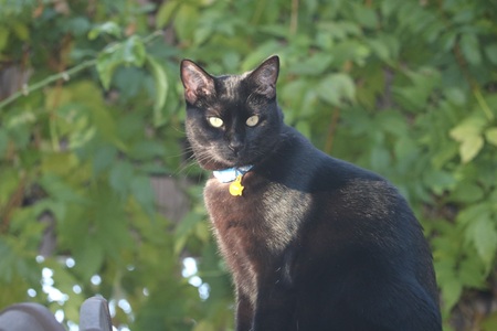Panther (was named Molly at Nine Lives)