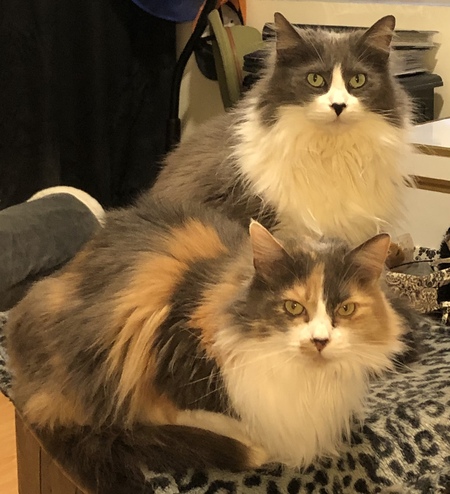 Dolly & Dandy 
