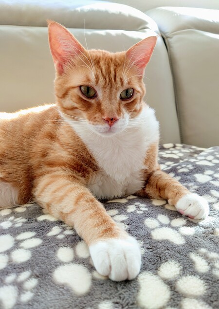 Leo 