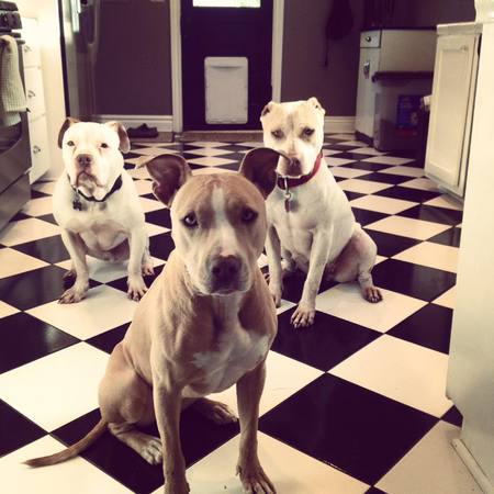 Lulu, Gemma and Tommy