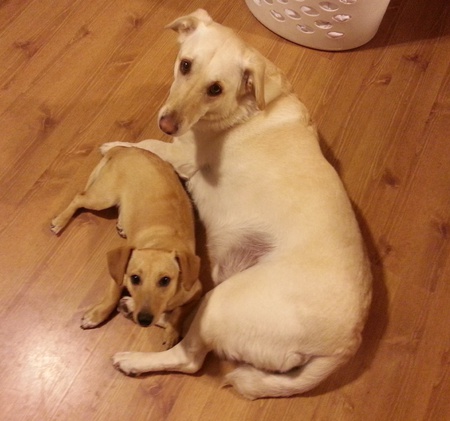 Teddy & Charlie