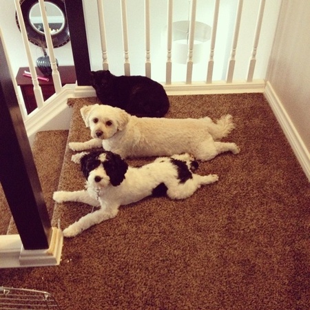 Otis, Maddie & Joey