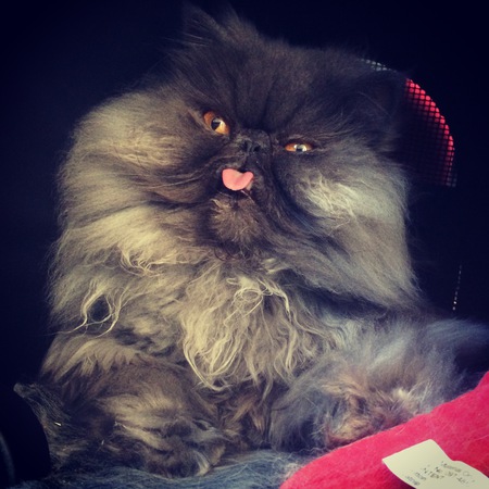 Prince Chunky Charming