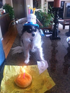 Zorro