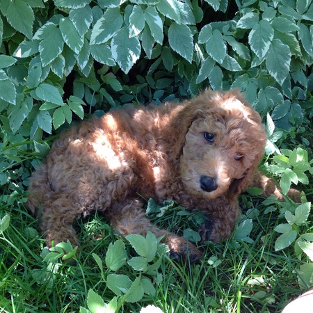 Grover