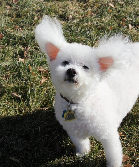 Teddy Bear Geisel