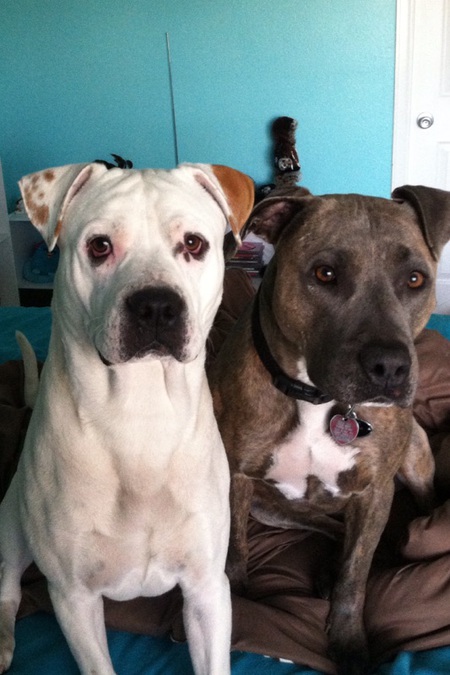 Ludo  and Dodo